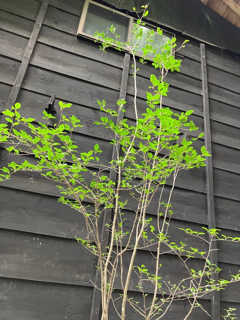 01 山採り　アオハダ