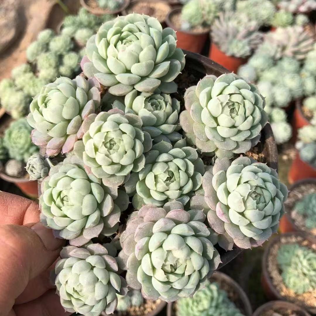 Top【選抜株】多肉植物　24034ピンク　クリスタル　ローズ錦 15個　鉢無し