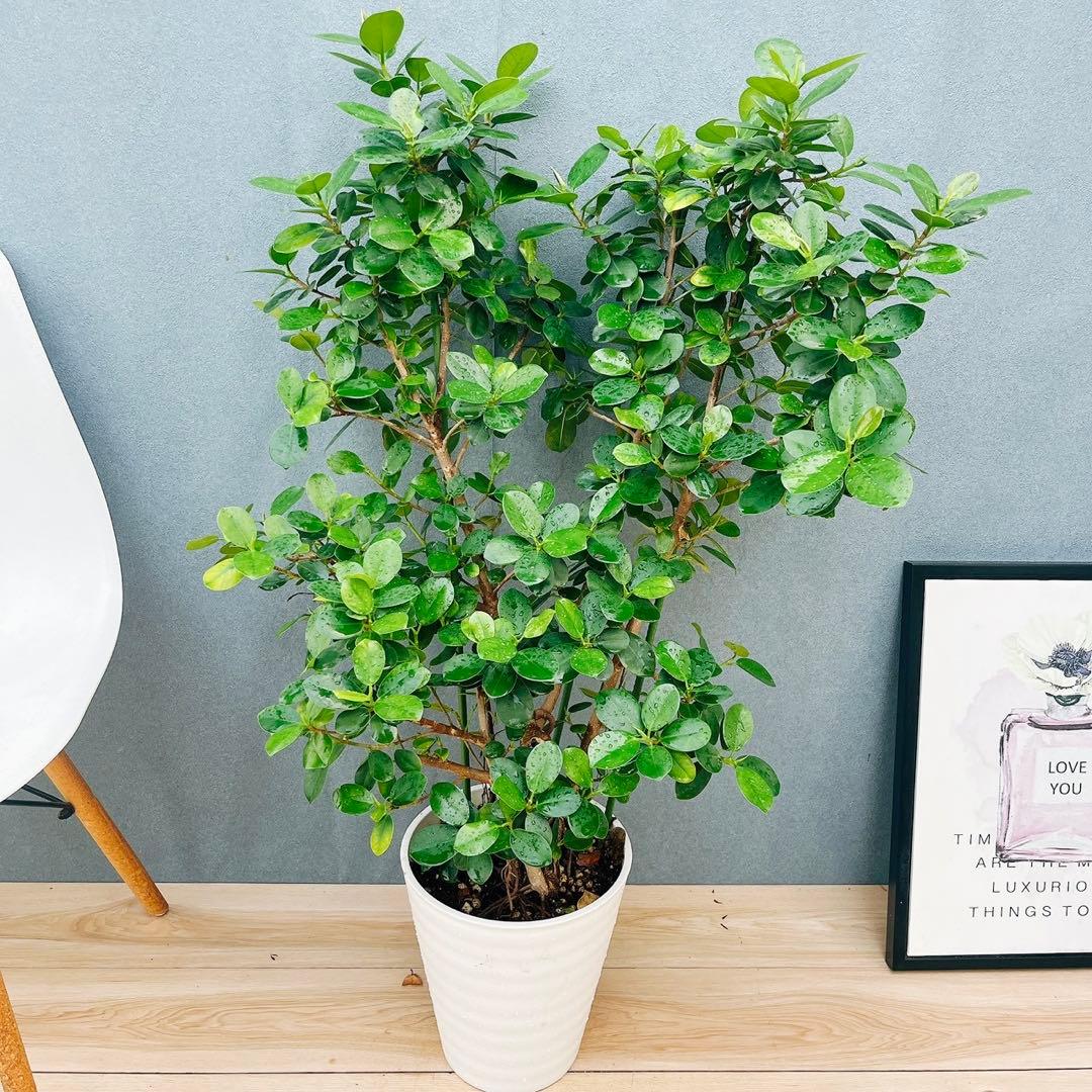 ［現品］【希少】12番　パンダガジュマル　8号　観葉植物　室内　レア　多幸の木