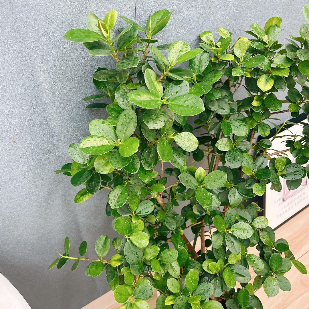 ［現品］【希少】12番　パンダガジュマル　8号　観葉植物　室内　レア　多幸の木