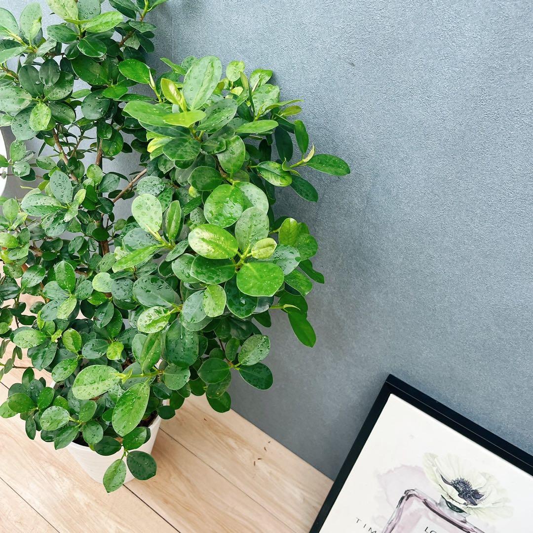 ［現品］【希少】12番　パンダガジュマル　8号　観葉植物　室内　レア　多幸の木