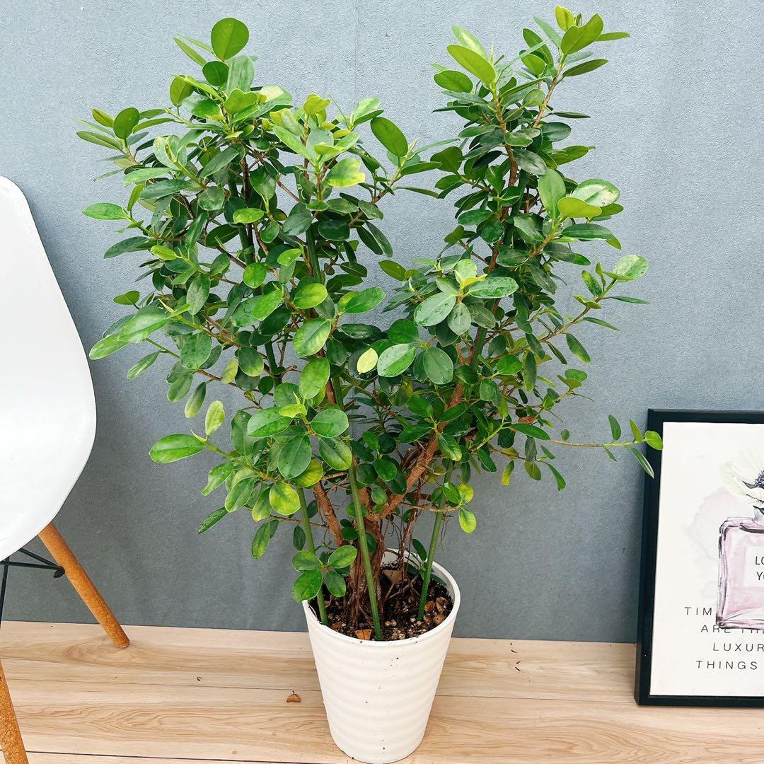 ［現品］【希少】12番　パンダガジュマル　8号　観葉植物　室内　レア　多幸の木