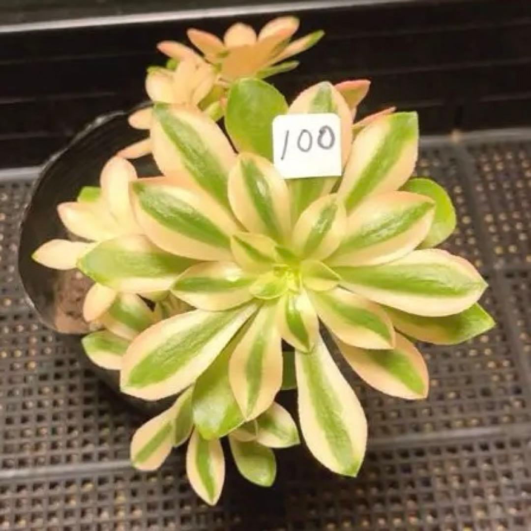 100#多肉植物❤️アエオニウム錦❤️ホロスパツラツム錦❤️7頭16cm拔き苗