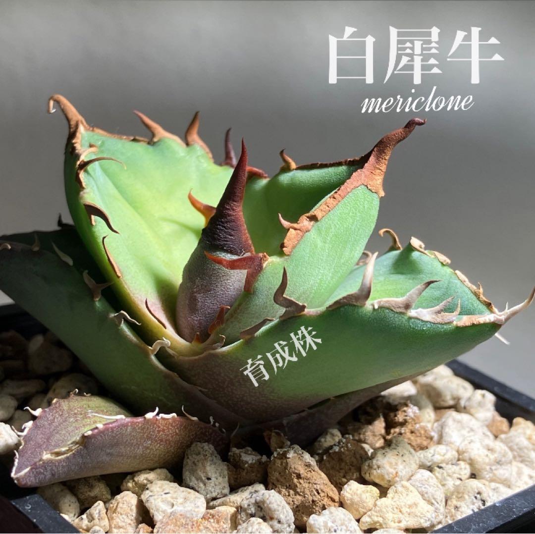 確認用　TC成長例　参考写真