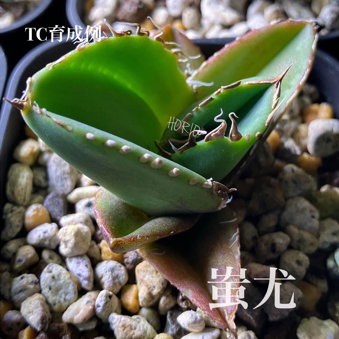 確認用　TC成長例　参考写真