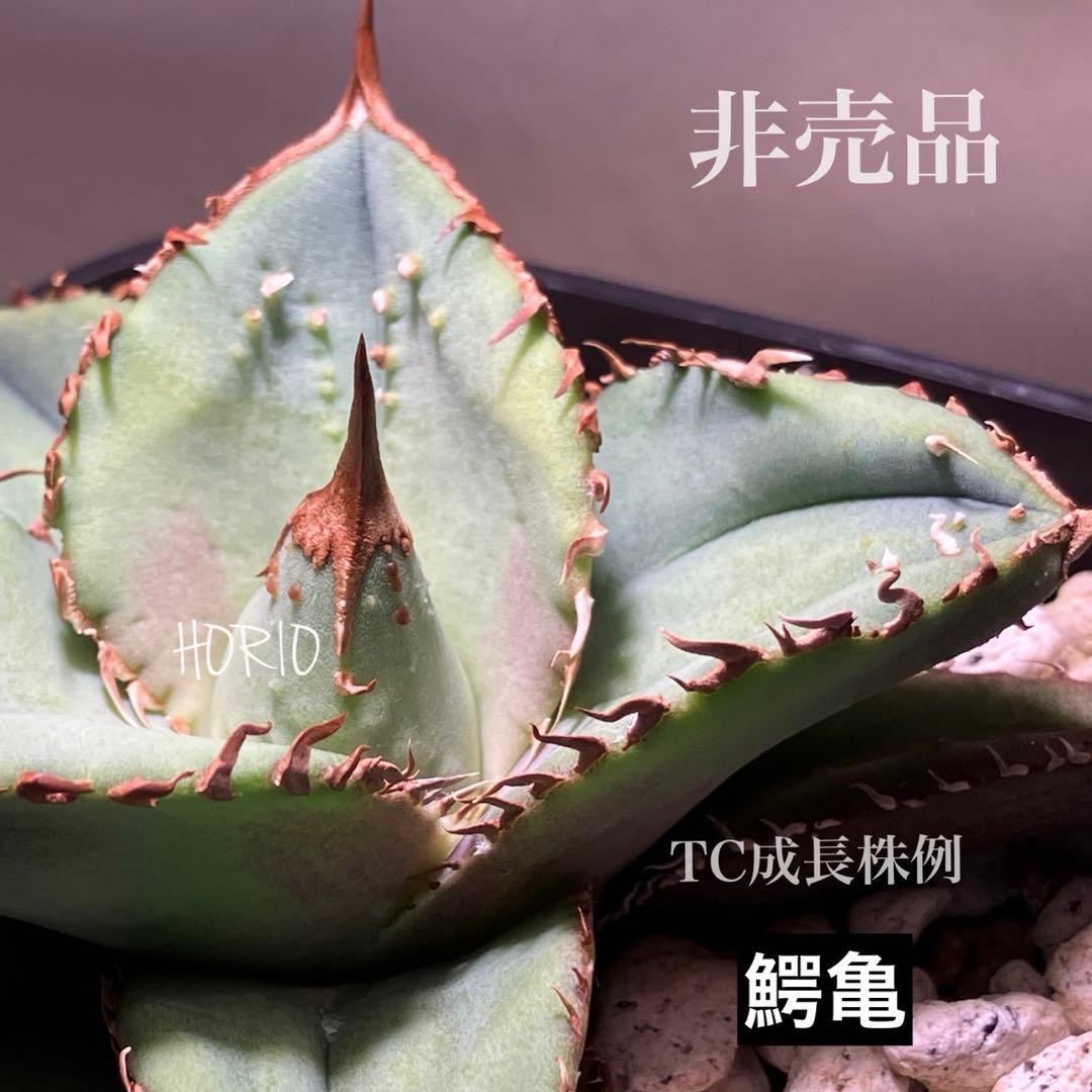 確認用　TC成長例　参考写真