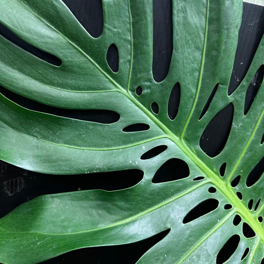 モンステラデリシオーサマクロコズム大型葉希少系統鉢植え高さ98㎝超大株