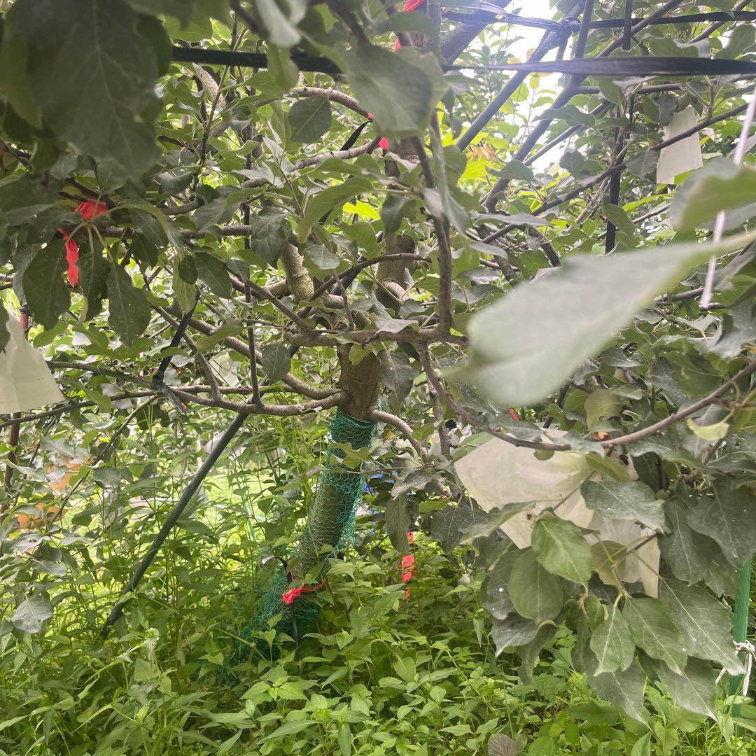 富士　成木　リンゴの木
