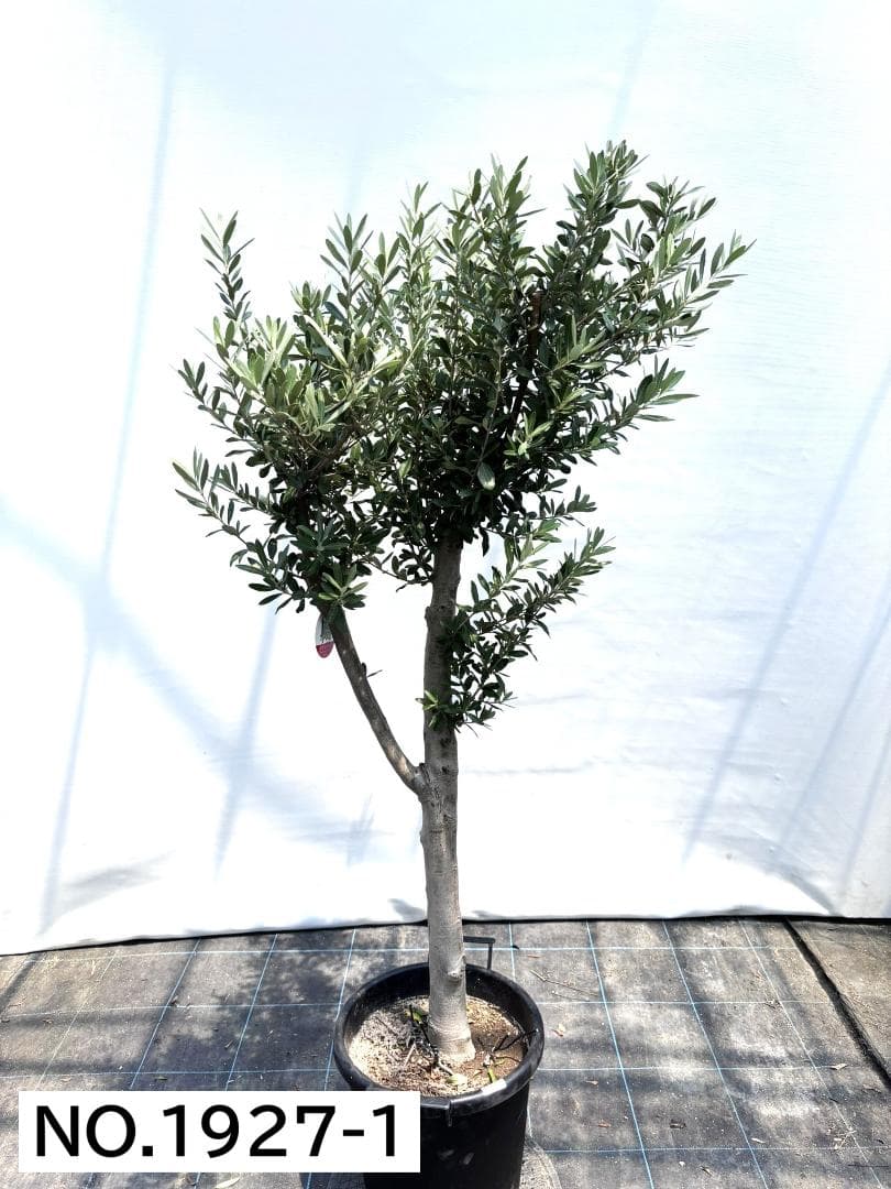 オリーブの木　シプレシーノ　約160cm　NO.1927　大型　現品掲載　古木