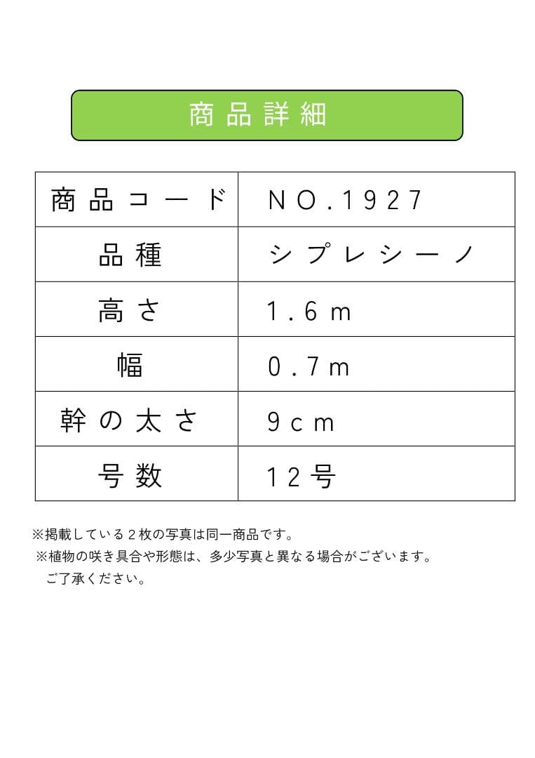 オリーブの木　シプレシーノ　約160cm　NO.1927　大型　現品掲載　古木