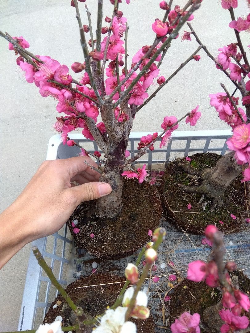 梅　盆栽　6株　破格セール❗ ②