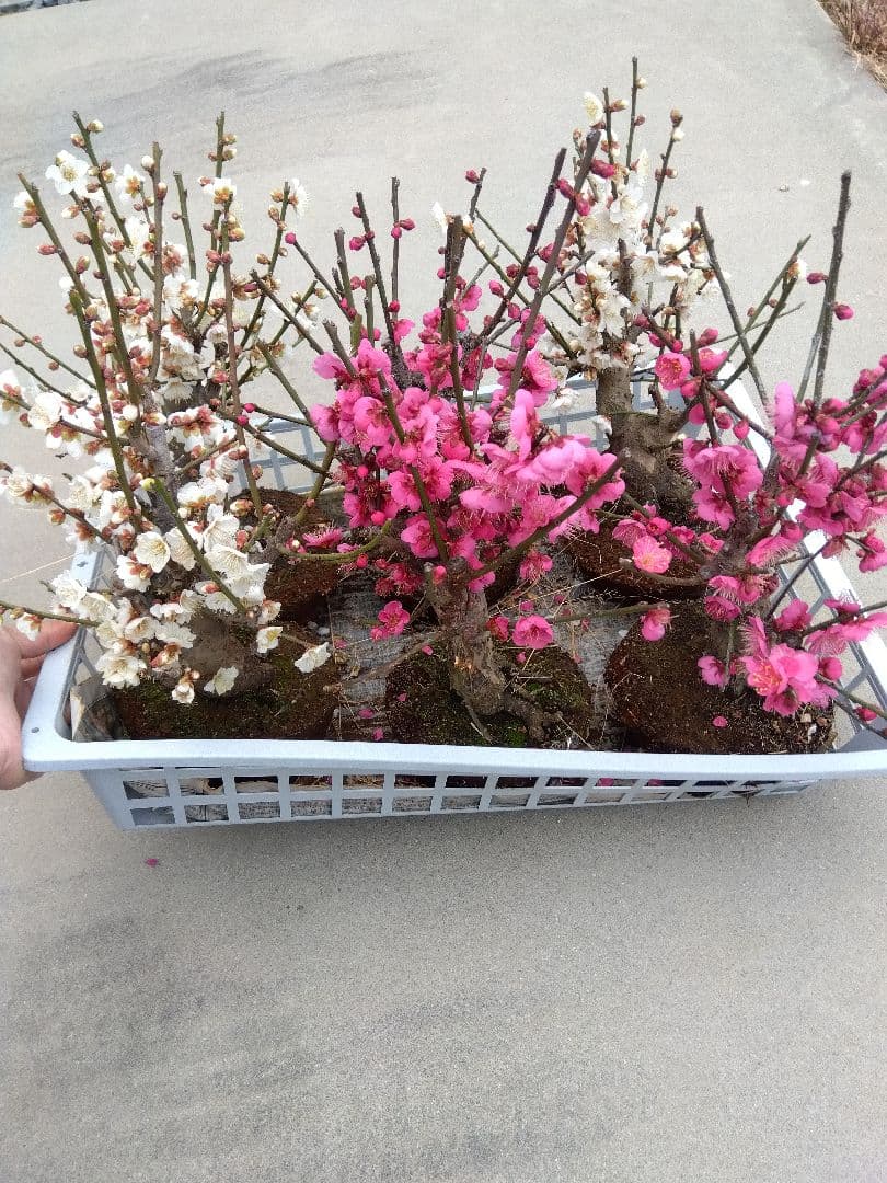 梅　盆栽　6株　破格セール❗ ②