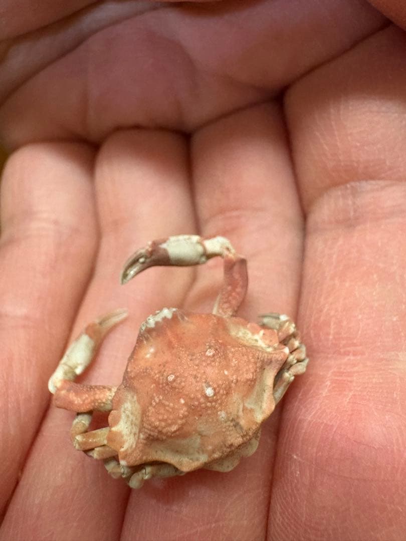 G*N様 オオロッカクコブシガニ展示中　定期オークション