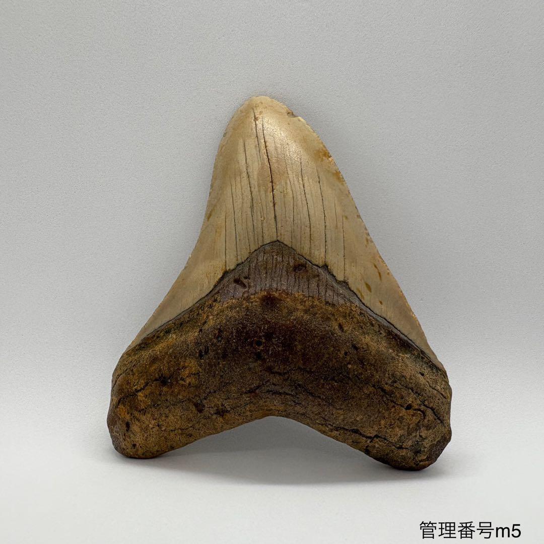 本物　メガロドンの歯　化石　サメ　9.5cm アメリカ合衆国