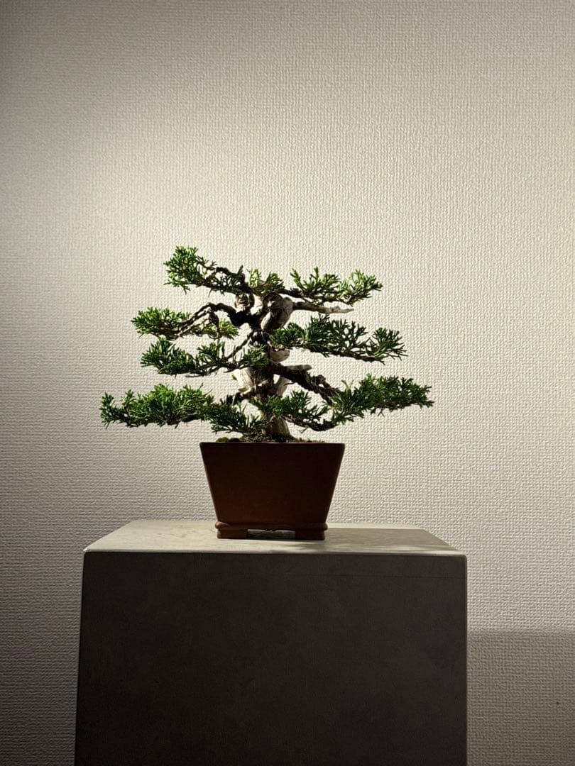 盆栽　真柏　小品