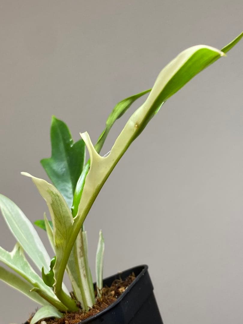 【レアです‼️】フィロデンドロン　トータム　斑入り　アルボ　希少　人気　メルカリ便
