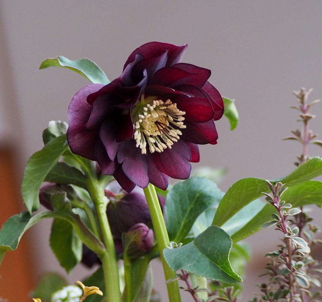 【最終お値下】クリスマスローズのシックな寄せ植え