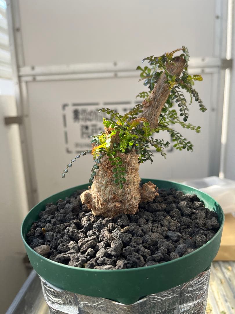 早い者勝ち 超極太 実生 パキプス オペルクリカリアパキプス 鉢ごと