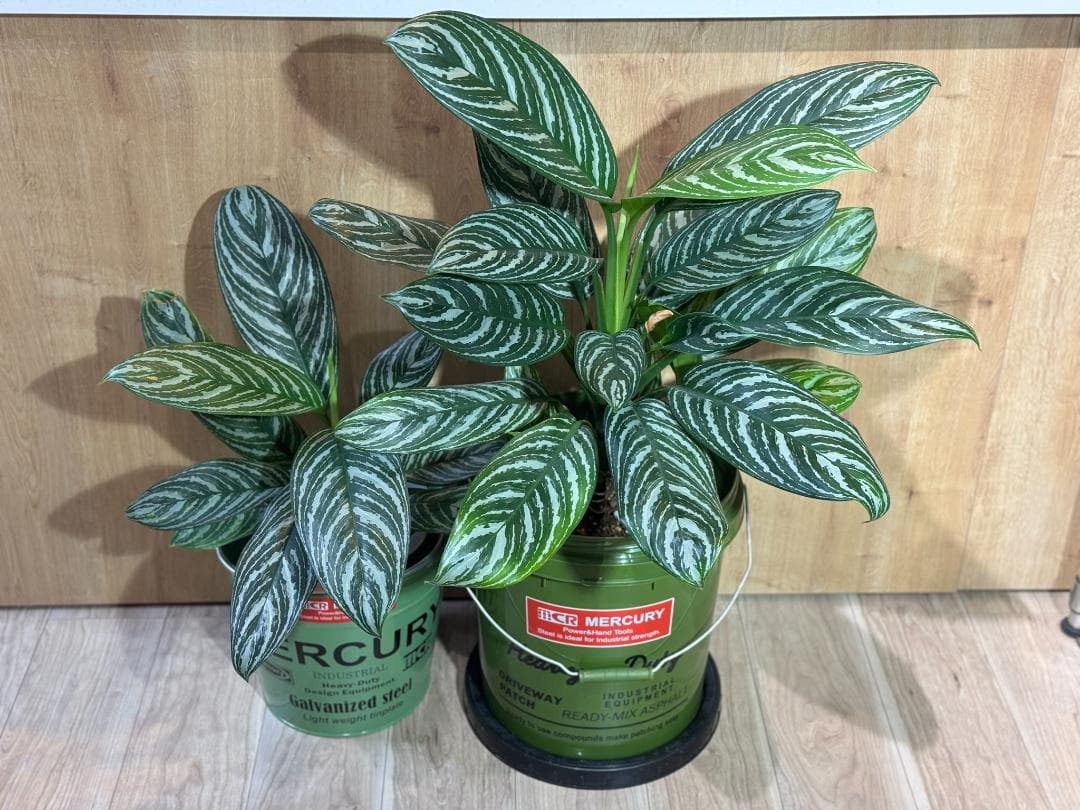 アグラオネマ 二ティドゥーム カーティシー 管理番号0007