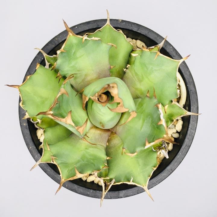 【超高騰品種】姫厳竜 × スーパーボール hyb 特厚短葉強棘 アガベ チタノタ