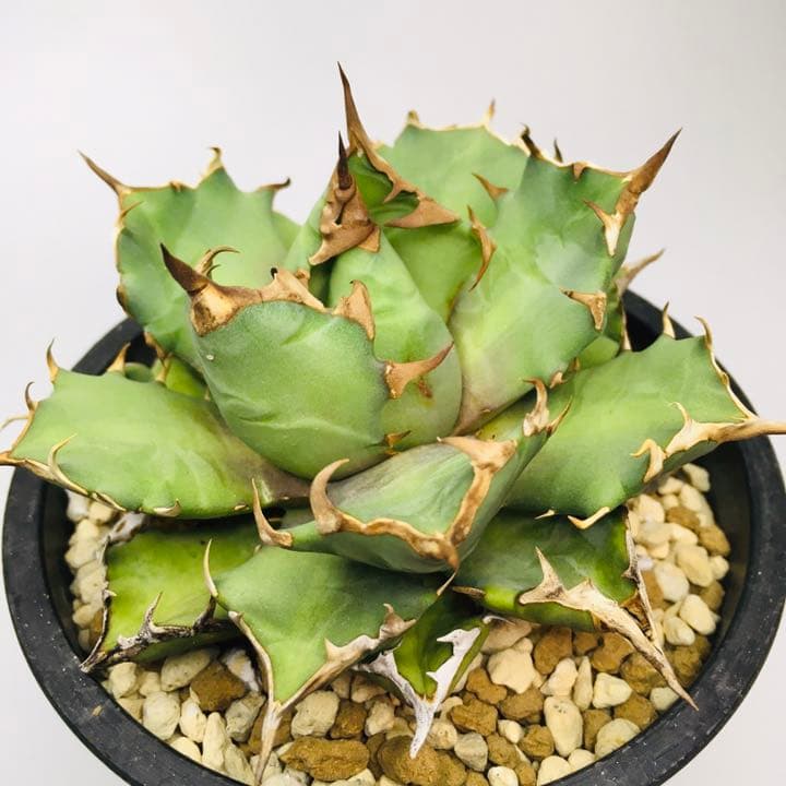 【超高騰品種】姫厳竜 × スーパーボール hyb 特厚短葉強棘 アガベ チタノタ