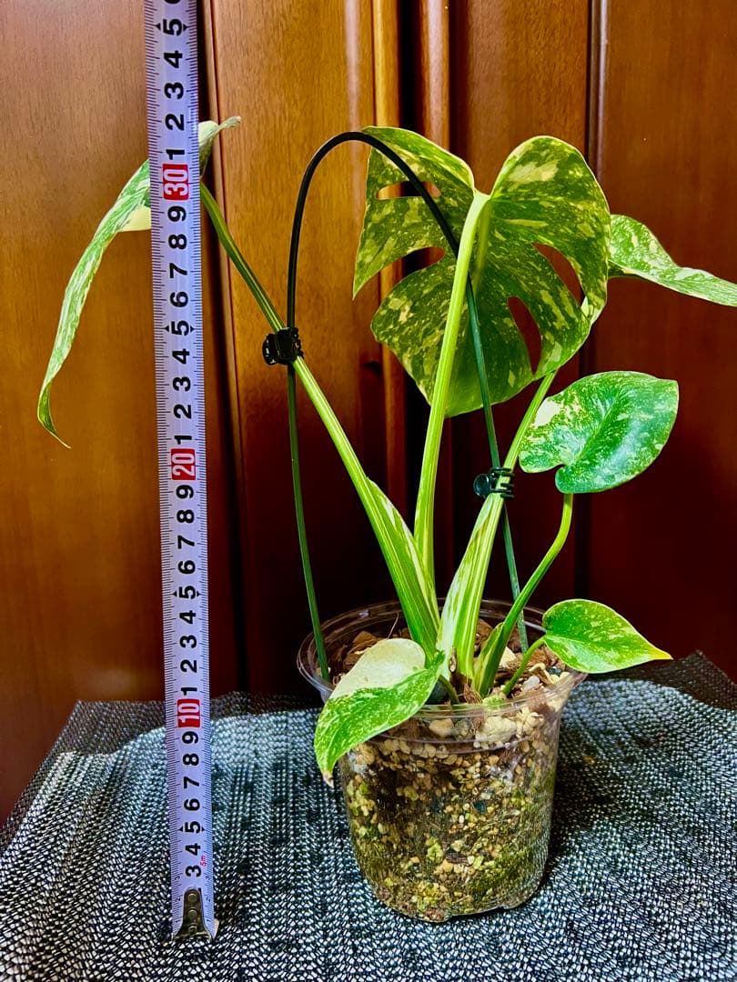 斑入りモンステラデリショーサホワイトスノー