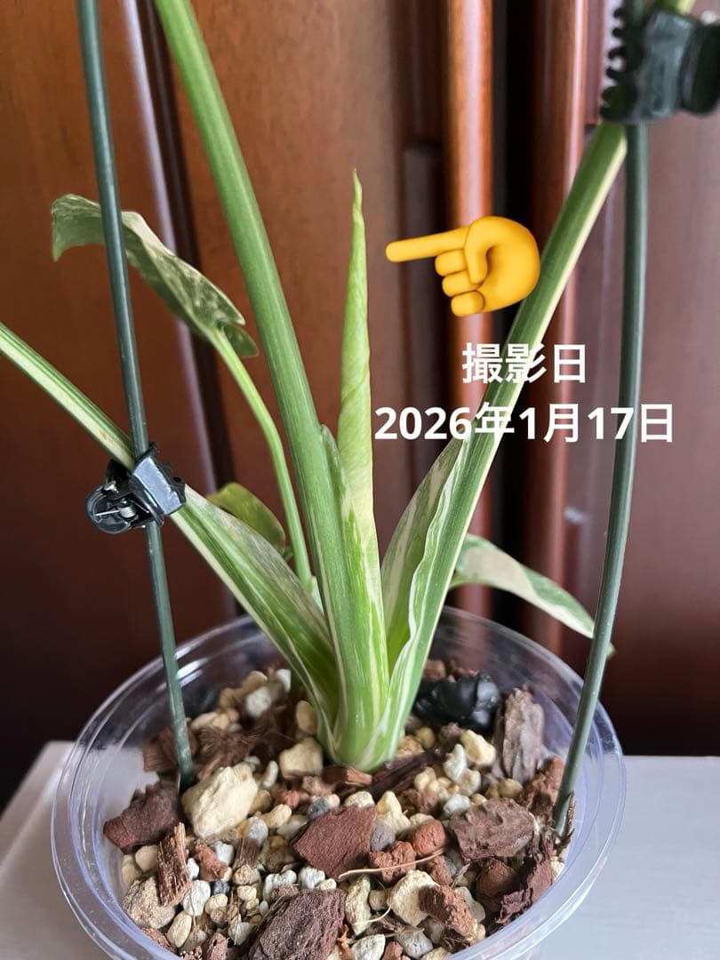 斑入りモンステラデリショーサホワイトスノー