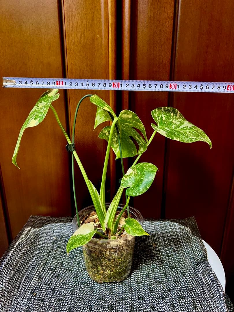 斑入りモンステラデリショーサホワイトスノー