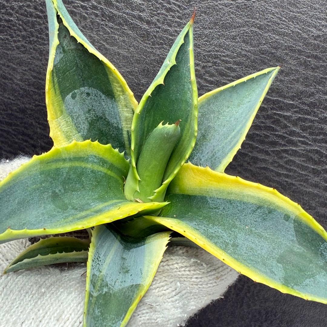 M*A様 アガベ サルミアナ フェロックス リップルエフェクト 強烈波状葉 荒棘