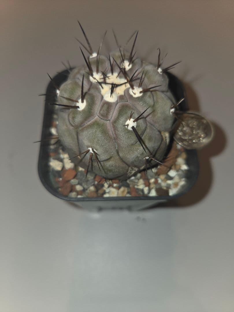 黒王丸　実生苗