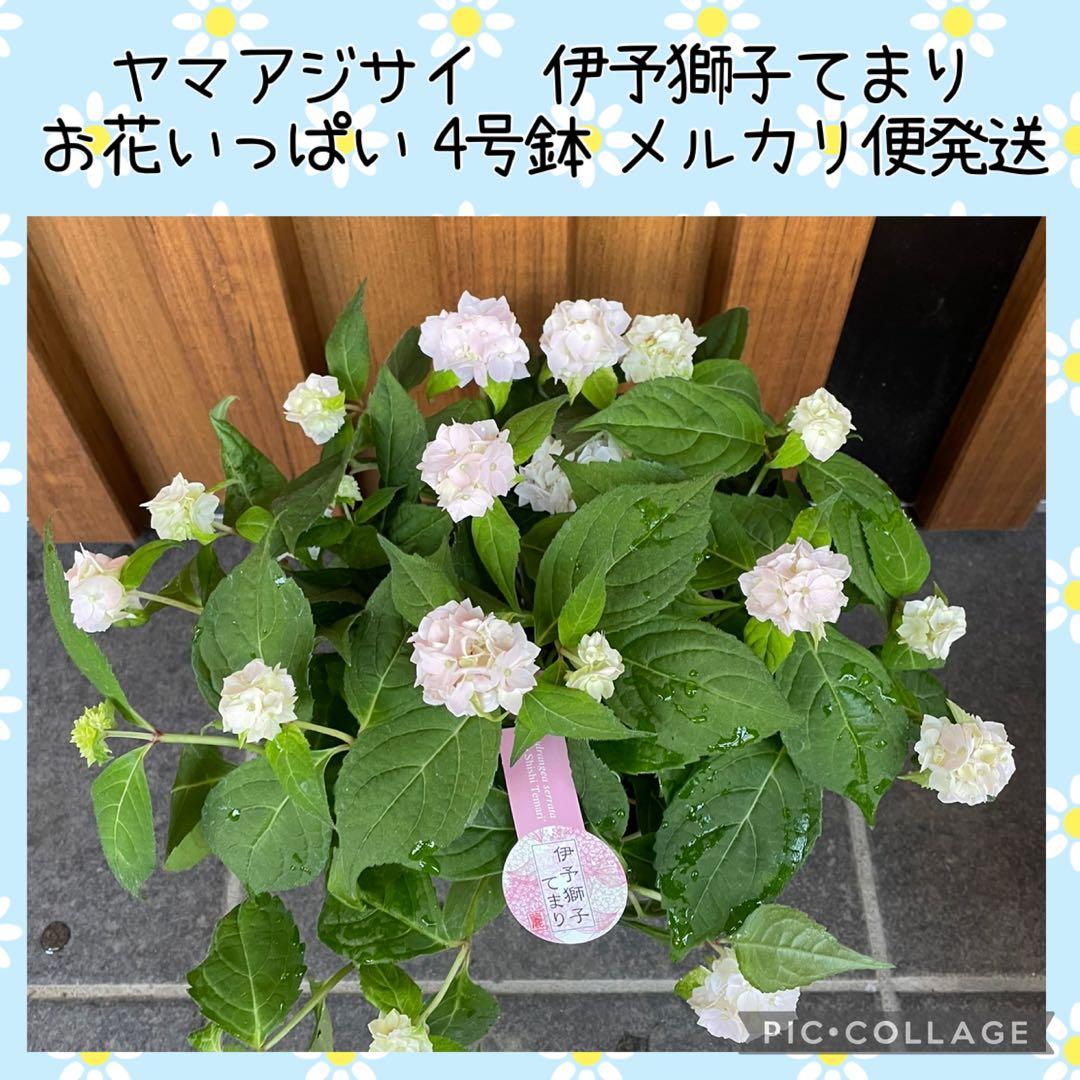 【花苗】ヤマアジサイ　伊予獅子てまり　４号鉢ごと　メルカリ便発送　母の日に❤︎