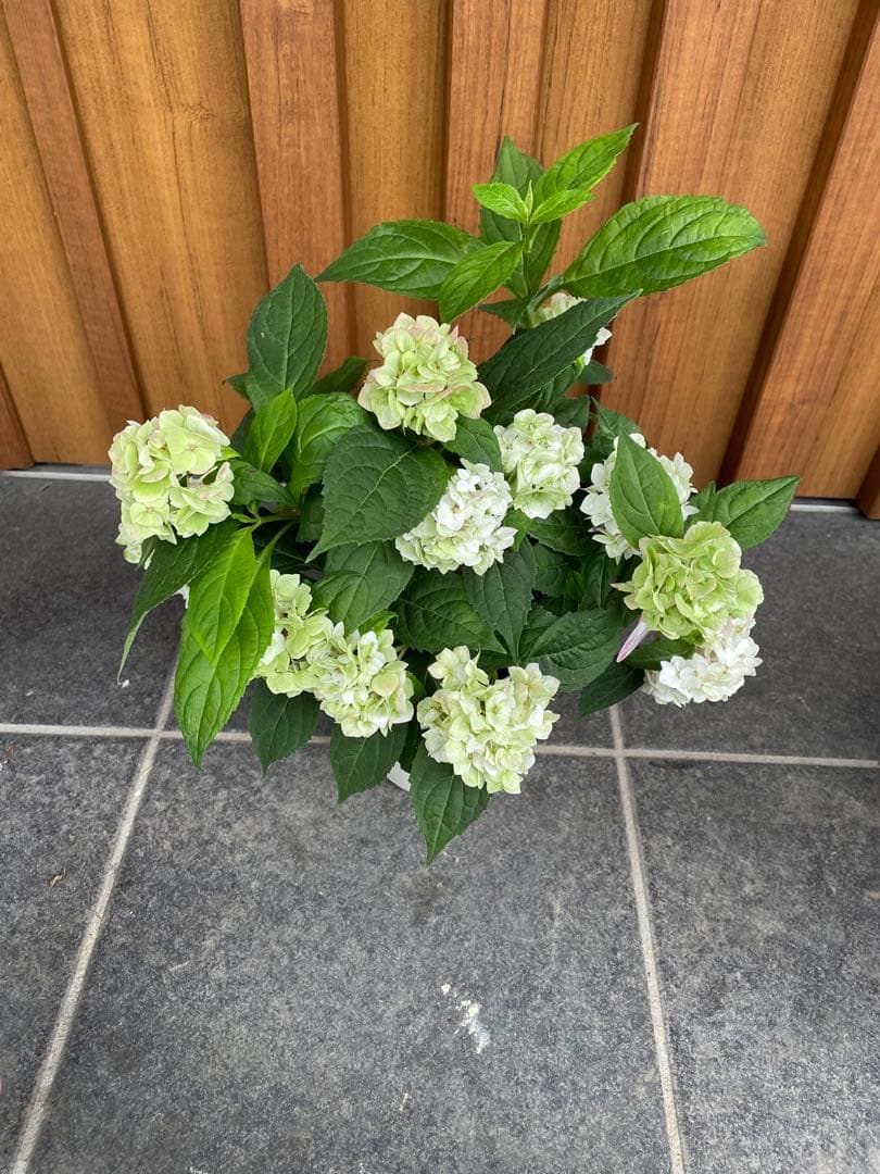 【花苗】ヤマアジサイ　伊予獅子てまり　４号鉢ごと　メルカリ便発送　母の日に❤︎