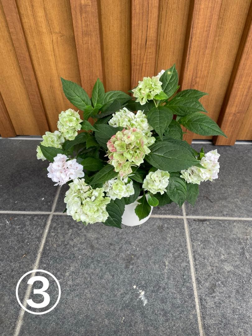 【花苗】ヤマアジサイ　伊予獅子てまり　４号鉢ごと　メルカリ便発送　母の日に❤︎