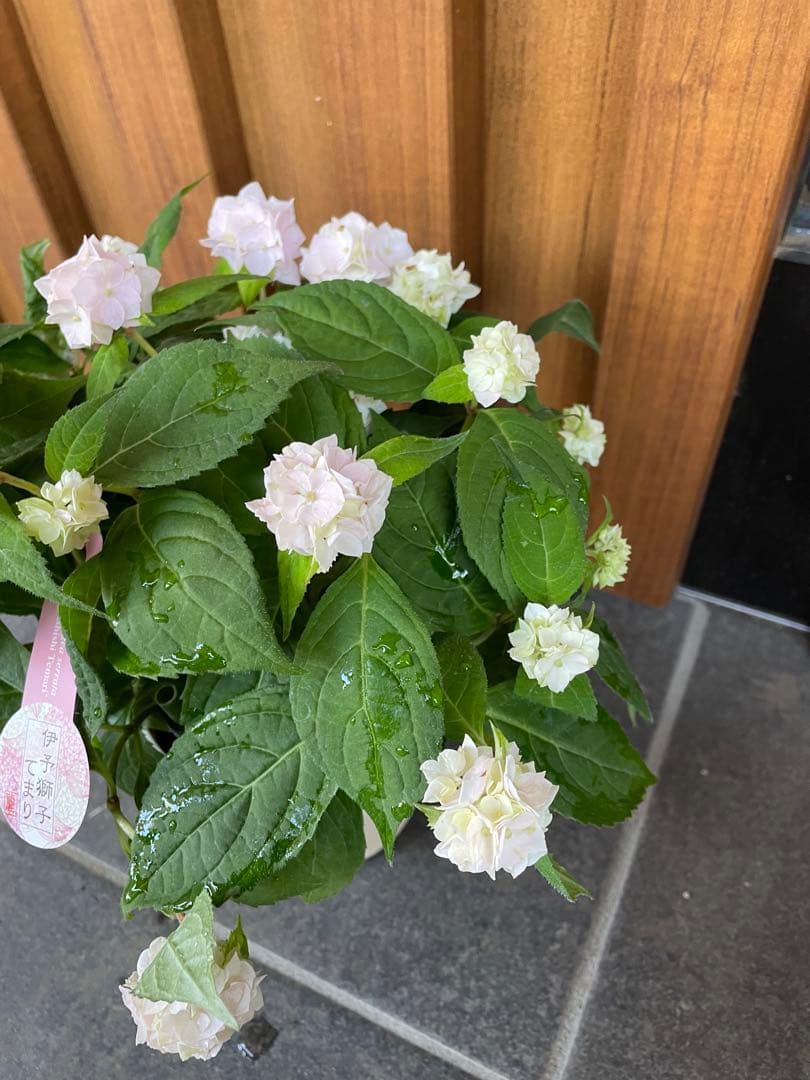【花苗】ヤマアジサイ　伊予獅子てまり　４号鉢ごと　メルカリ便発送　母の日に❤︎