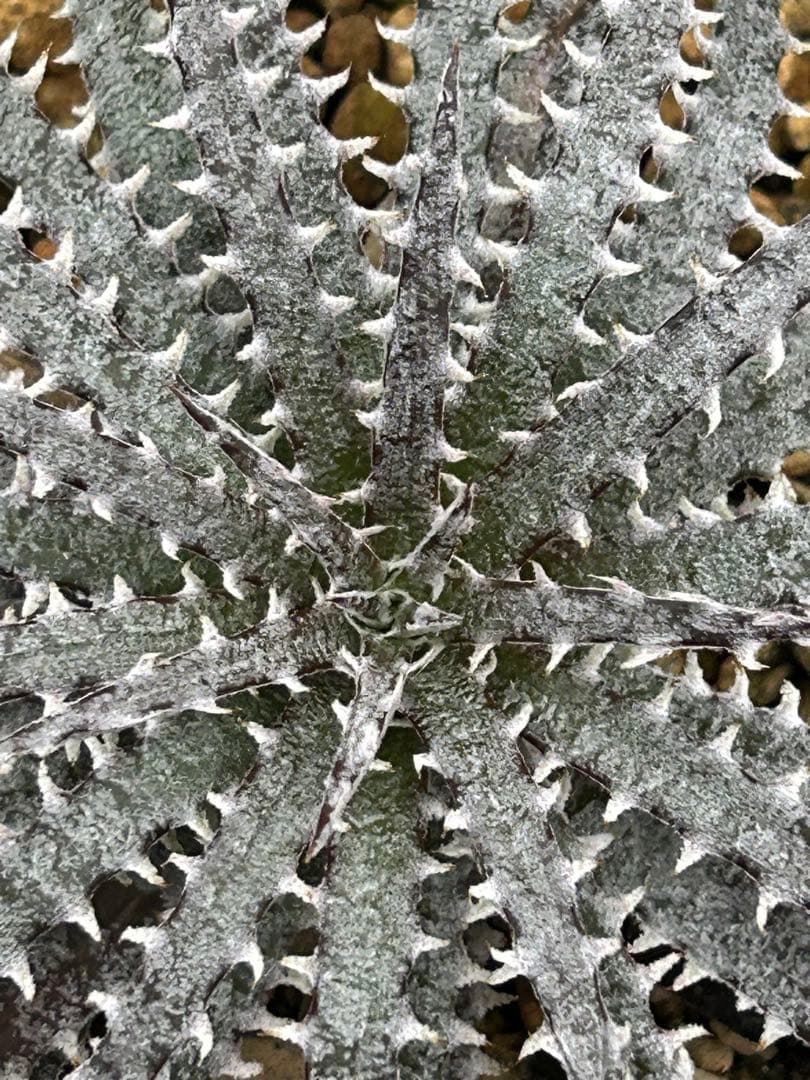 本物 原種 ディッキア Dyckia fosteriana rubra ⑴