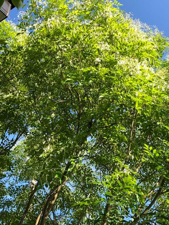 king kazu様  専用 確認用