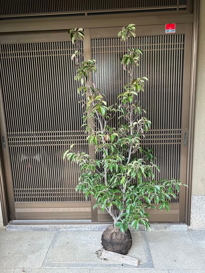 逸品　常緑ヤマボウシ　月光　本株立ち　花芽たっぷり