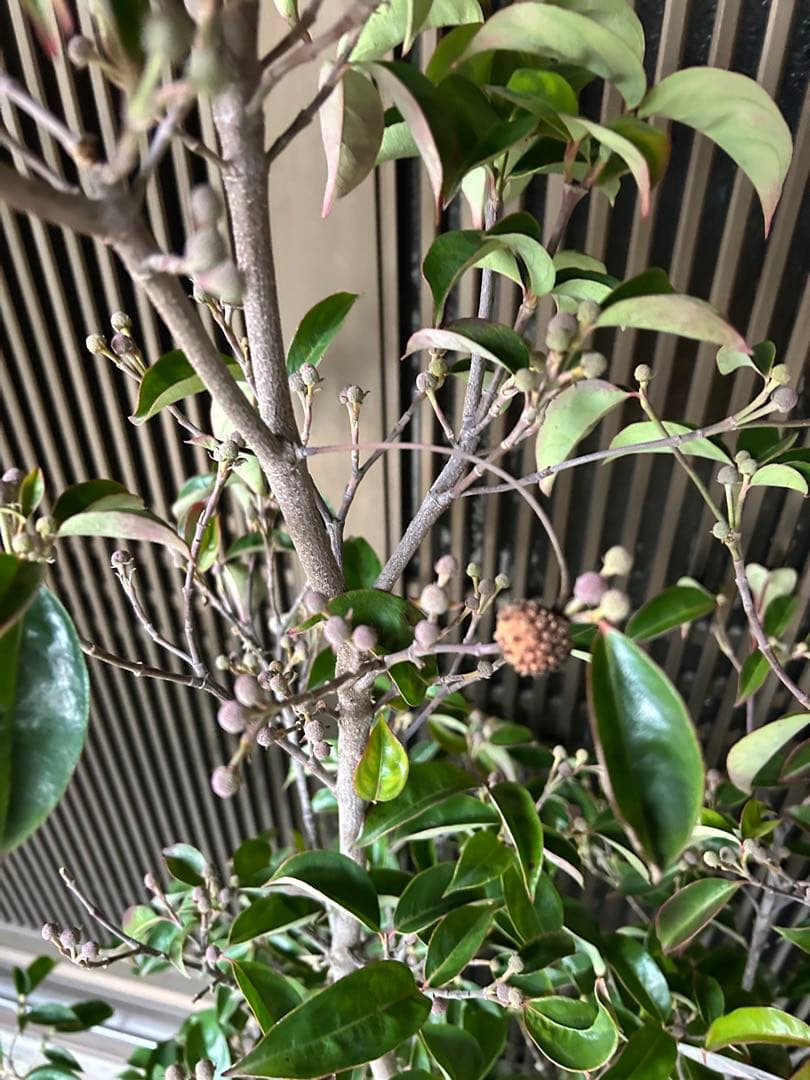 逸品　常緑ヤマボウシ　月光　本株立ち　花芽たっぷり