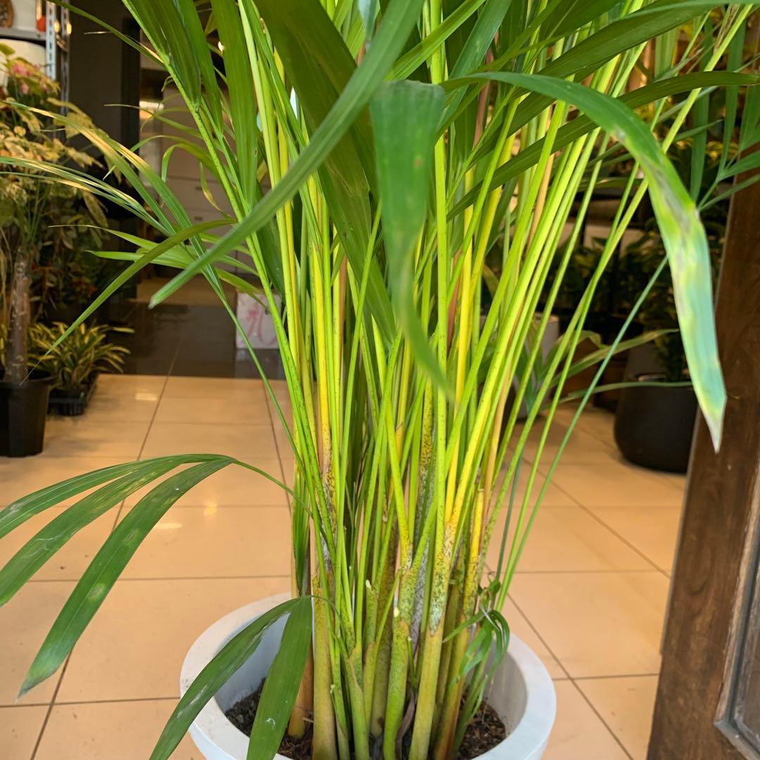 特大 アレカヤシ 10号　ファイバー鉢　お皿付き