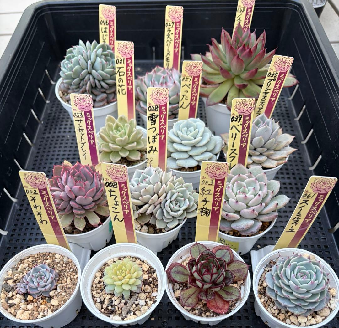おらいさん苗12個セット　そわそわオマケで13苗ミックスベリア　エケベリア多肉
