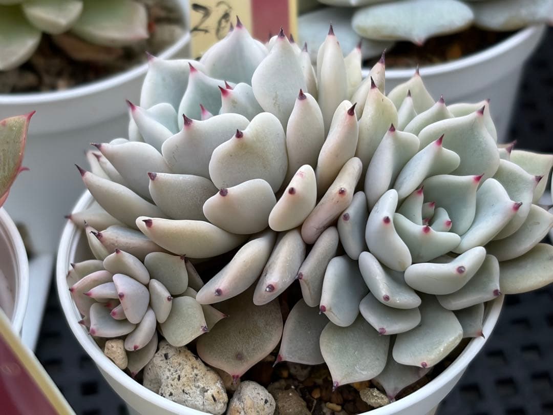 おらいさん苗12個セット　そわそわオマケで13苗ミックスベリア　エケベリア多肉