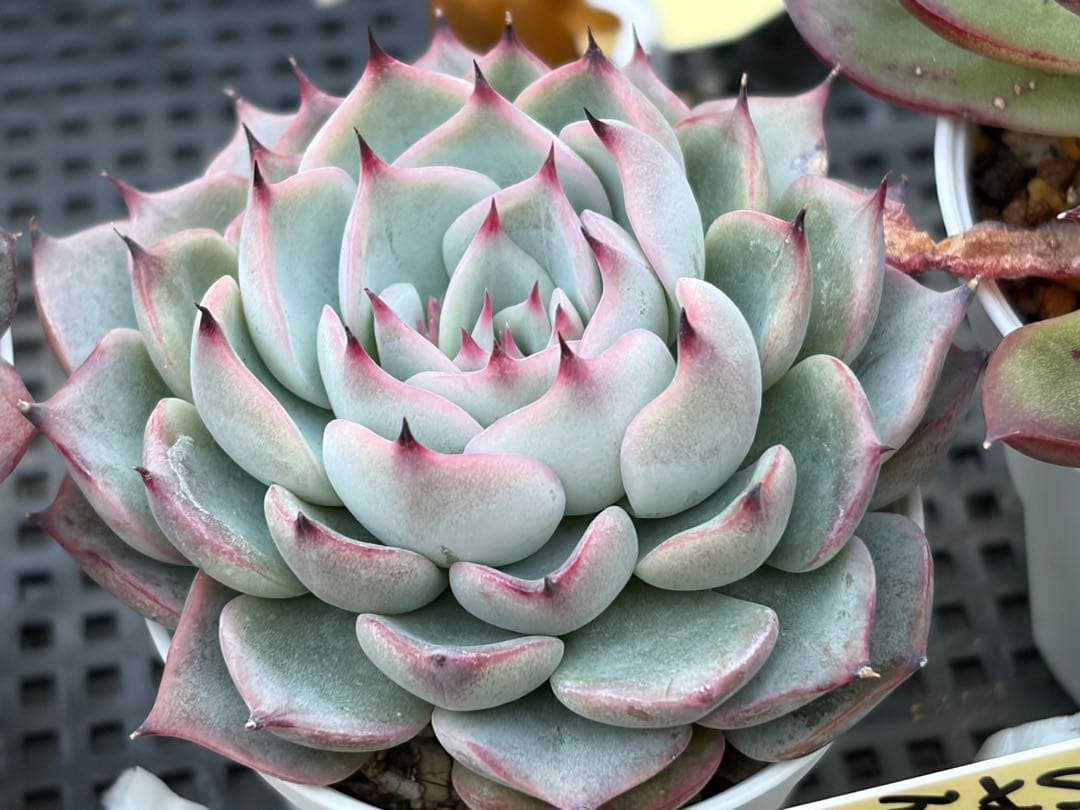 おらいさん苗12個セット　そわそわオマケで13苗ミックスベリア　エケベリア多肉