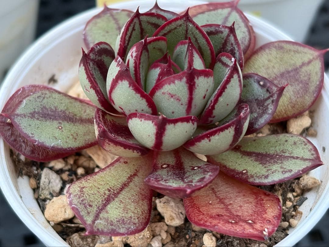 おらいさん苗12個セット　そわそわオマケで13苗ミックスベリア　エケベリア多肉