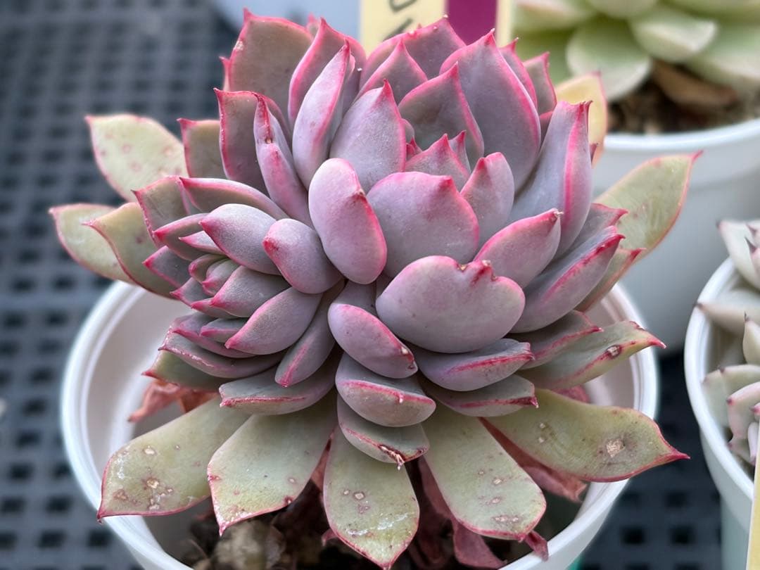 おらいさん苗12個セット　そわそわオマケで13苗ミックスベリア　エケベリア多肉