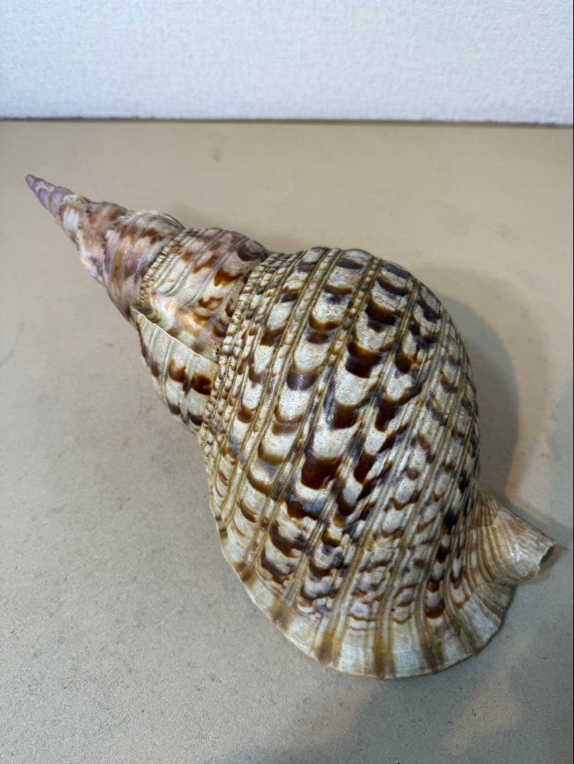 法螺貝 約36センチ　　ほらがい・ホラガイ　置物　インテリア