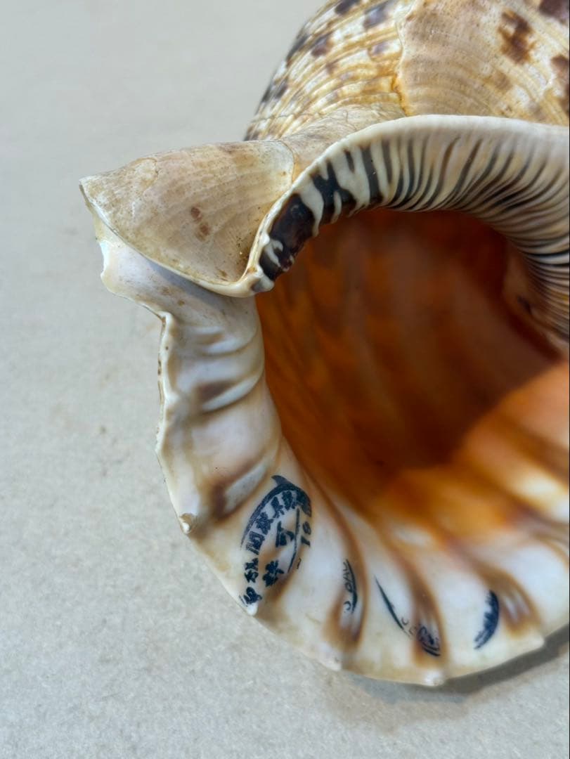 法螺貝 約36センチ　　ほらがい・ホラガイ　置物　インテリア