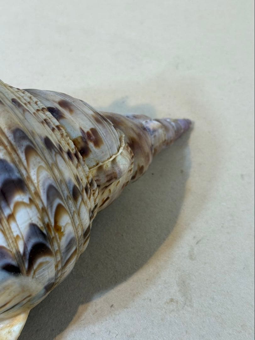 法螺貝 約36センチ　　ほらがい・ホラガイ　置物　インテリア