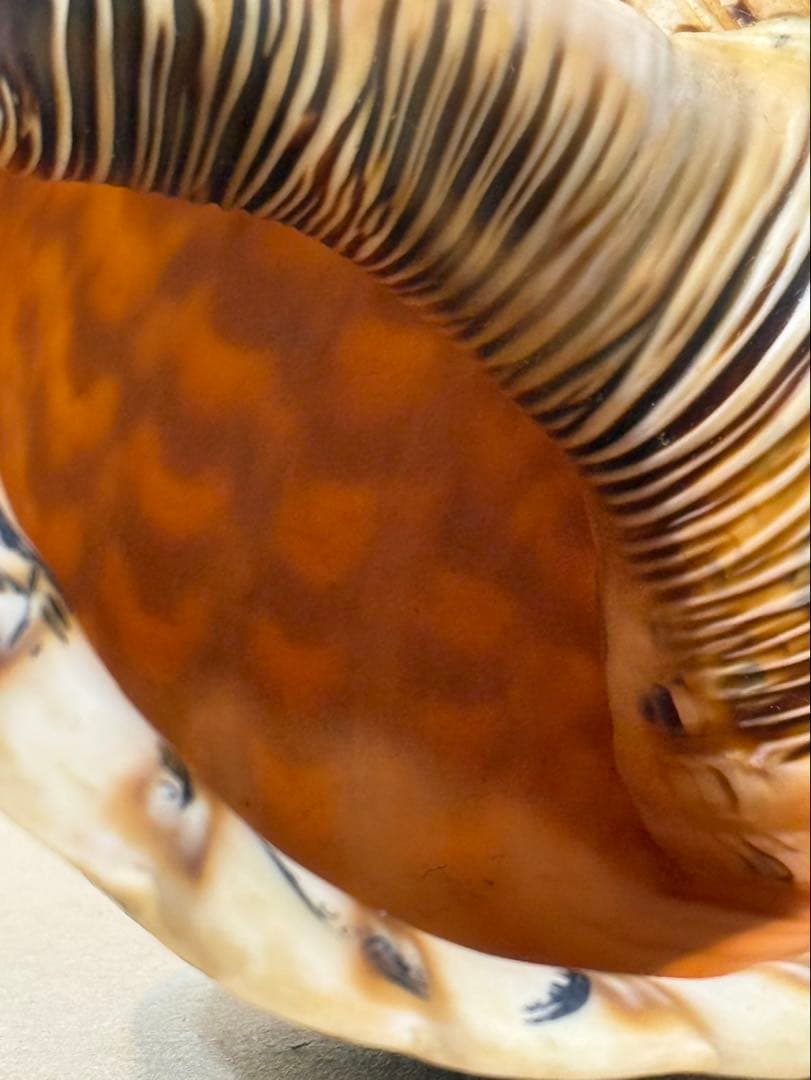 法螺貝 約36センチ　　ほらがい・ホラガイ　置物　インテリア