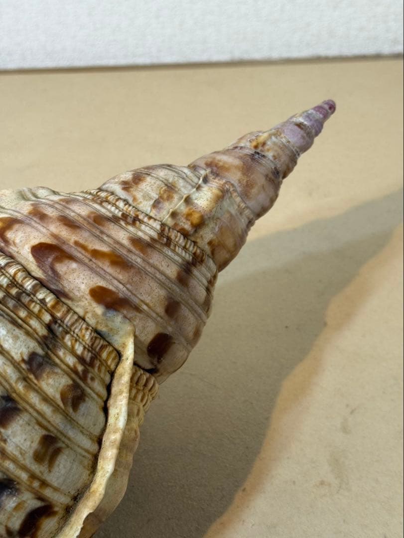 法螺貝 約36センチ　　ほらがい・ホラガイ　置物　インテリア