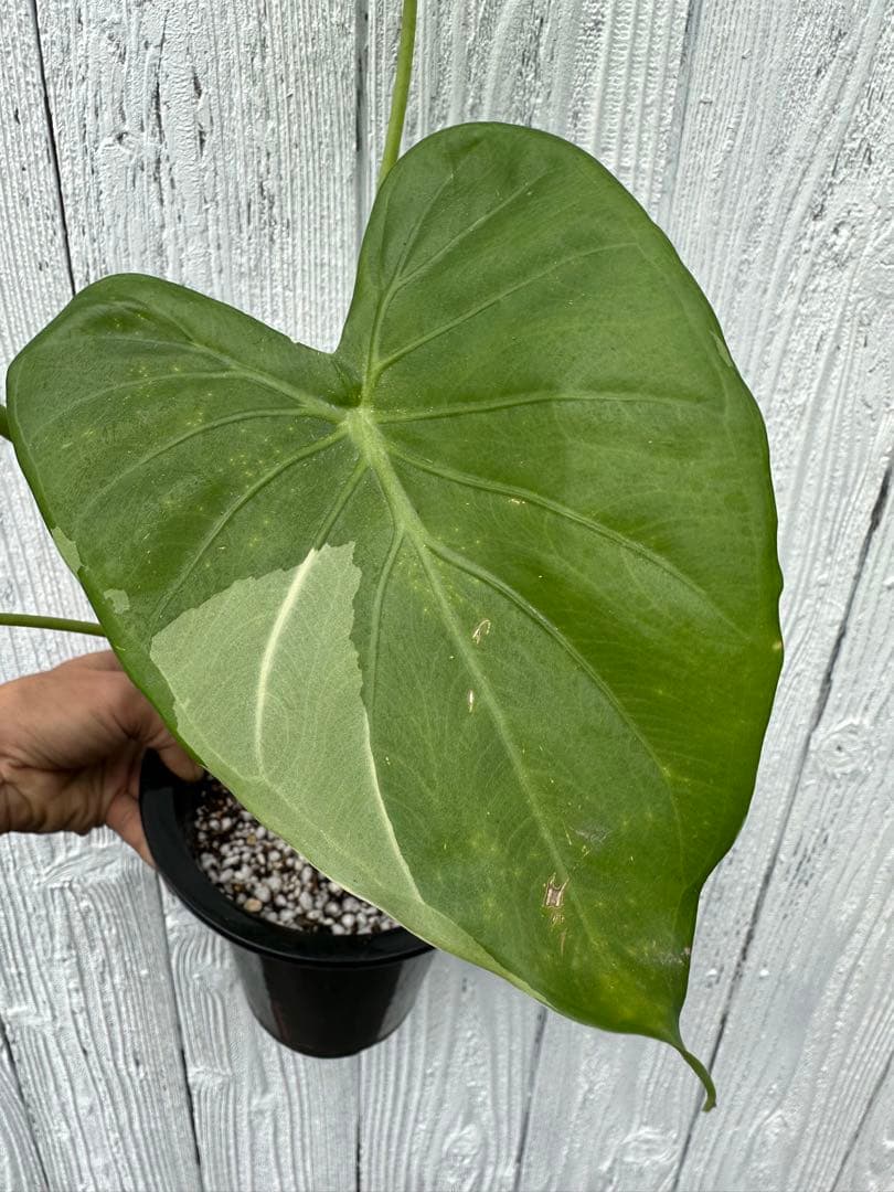 Alocasia cucullata white var .ククラータ斑入り